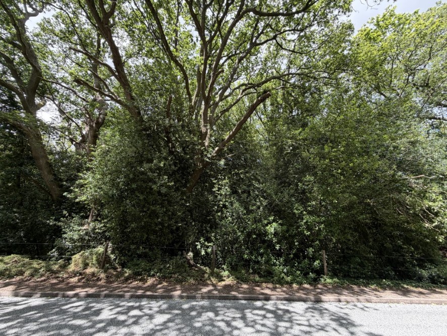 Lot Image